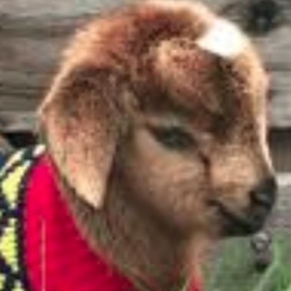 Meet your Posher, Addison - Picture 1 of 1